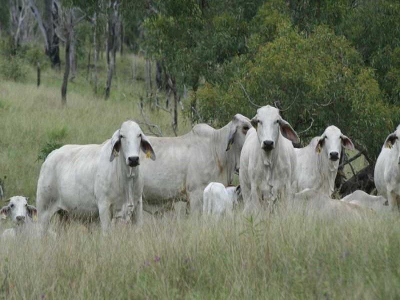 Tansey QLD 4601