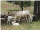 Tansey QLD 4601