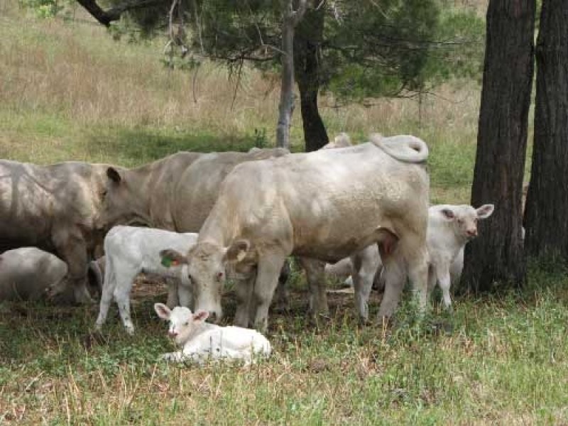 Tansey QLD 4601