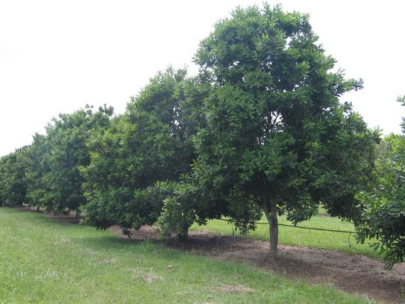 Chatsworth QLD 4570