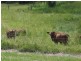 Chatsworth QLD 4570