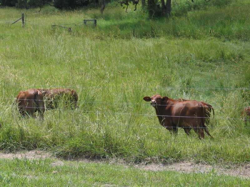 Chatsworth QLD 4570