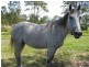 Curra QLD 4570