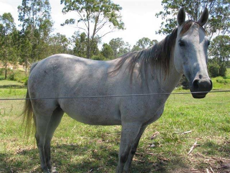 Curra QLD 4570