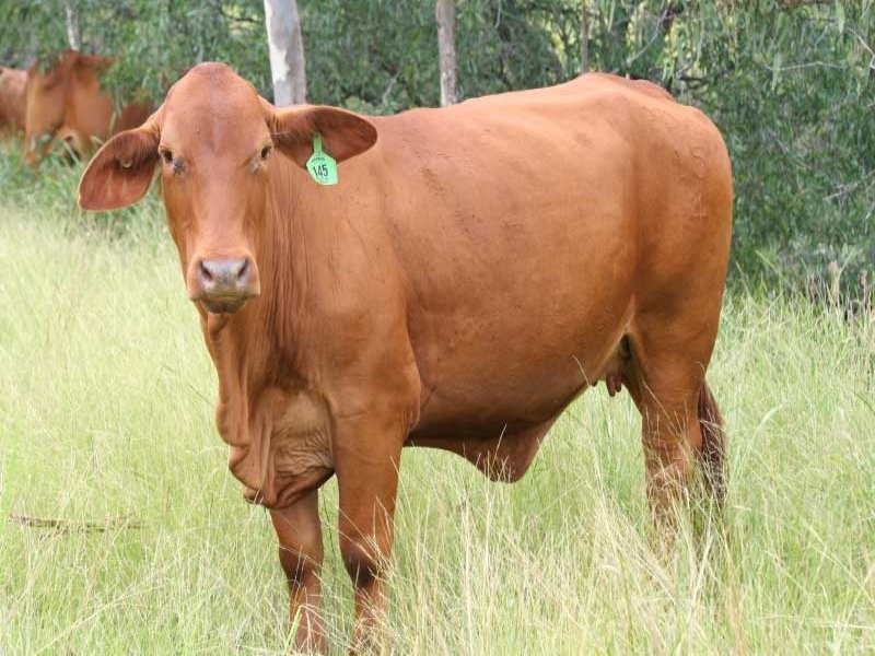Gunalda QLD 4570