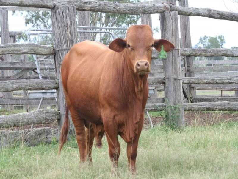 Gunalda QLD 4570