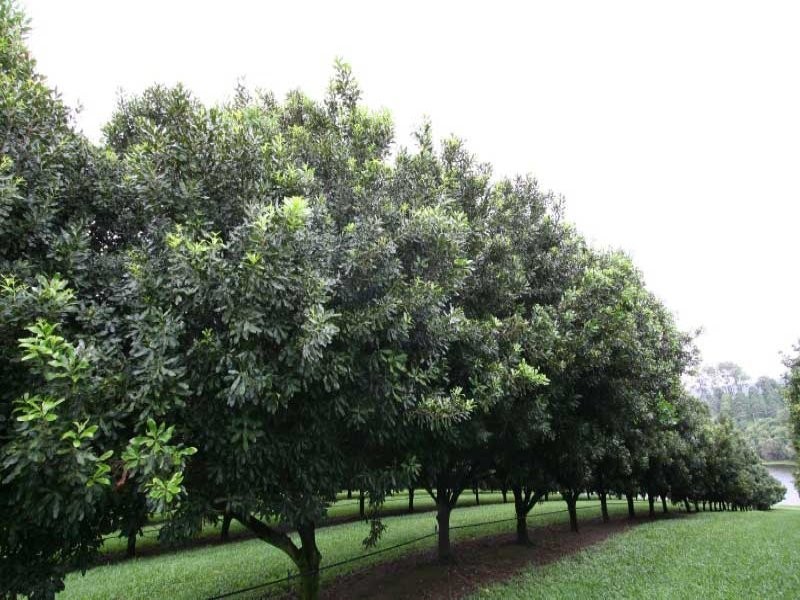 Greens Creek QLD 4570