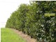 Amamoor QLD 4570