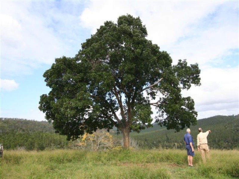 Lower Wonga QLD 4570