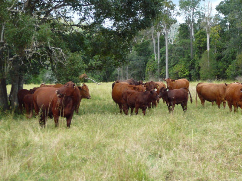 Lower Wonga QLD 4570