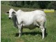 Mooloo QLD 4570