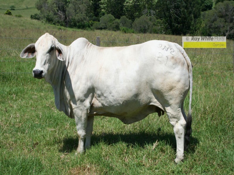 Mooloo QLD 4570