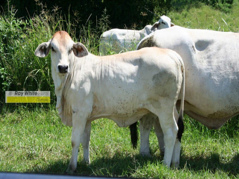 Mooloo QLD 4570
