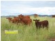 Cinnabar QLD 4600
