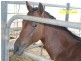 Cinnabar QLD 4600