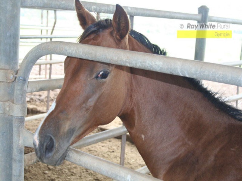 Cinnabar QLD 4600