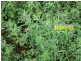 Cinnabar QLD 4600
