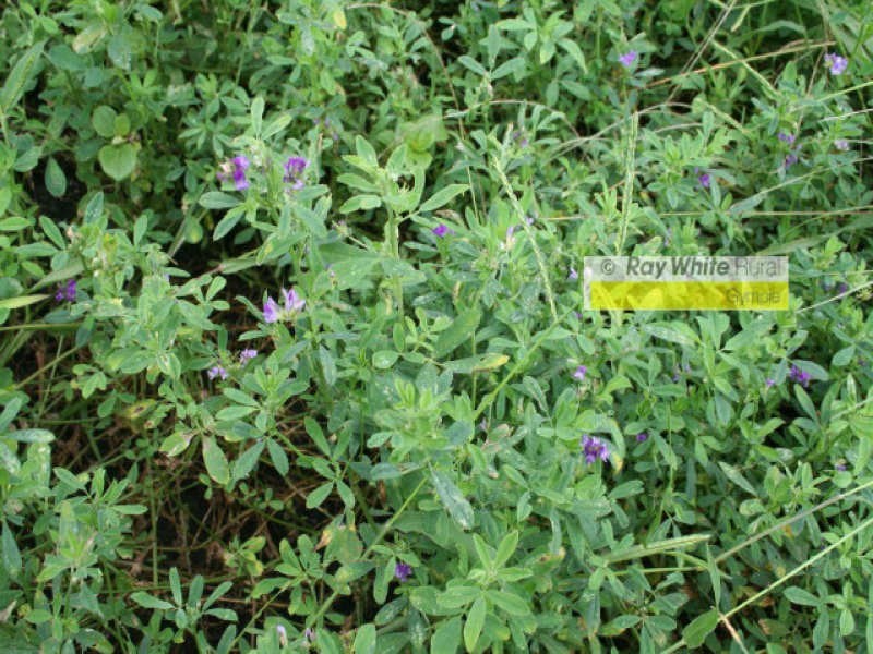 Cinnabar QLD 4600