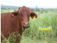 Cinnabar QLD 4600