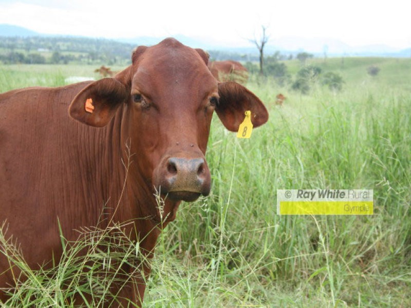 Cinnabar QLD 4600