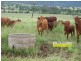 Cinnabar QLD 4600