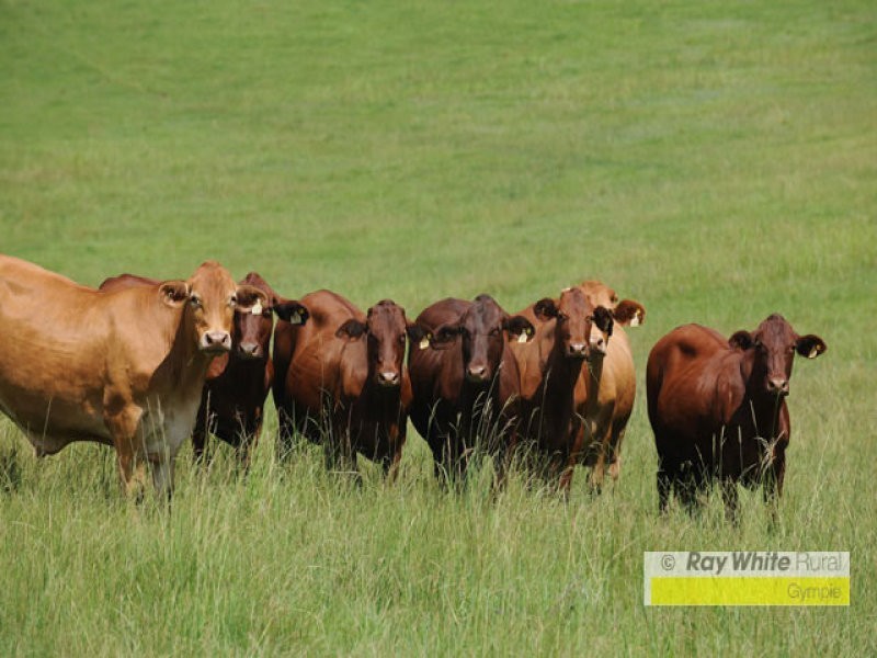 Conondale QLD 4552
