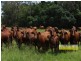 Conondale QLD 4552