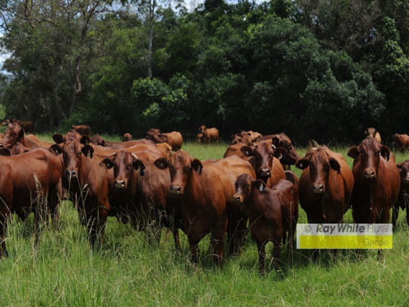 Conondale QLD 4552