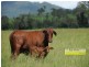 Conondale QLD 4552