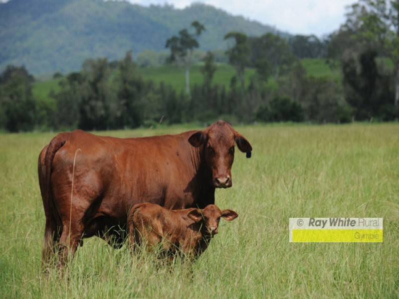 Conondale QLD 4552