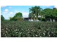 Chinchilla QLD 4413