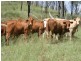 Booubyjan QLD 4601