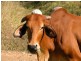 Imbil QLD 4570