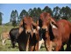 Mooloo QLD 4570