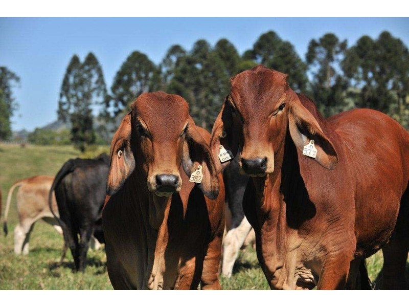 Mooloo QLD 4570