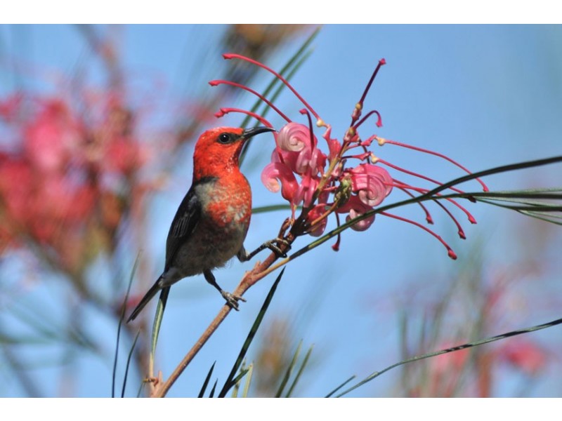 2045  Amamoor Creek Road, Amamoor Creek QLD 4570