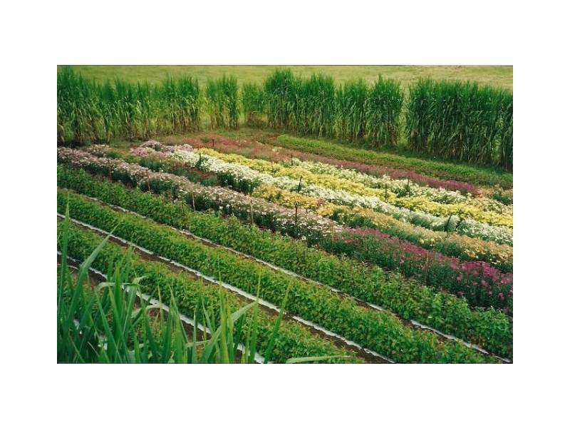 128 Witham Road, The Dawn QLD 4570