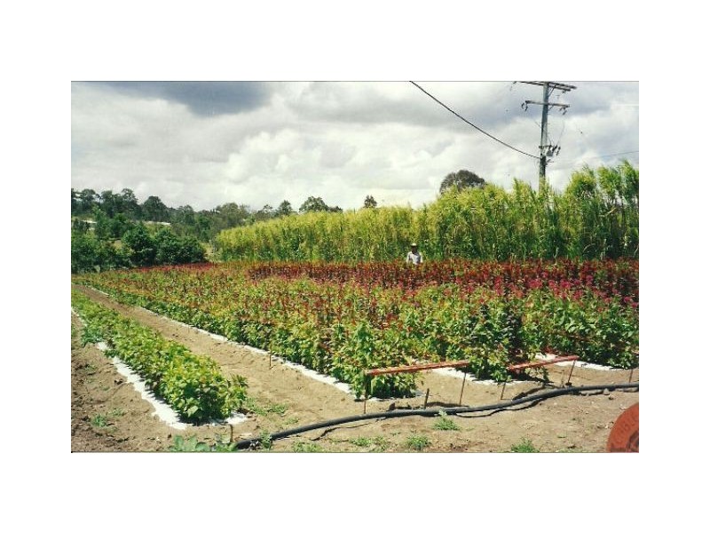 128 Witham Road, The Dawn QLD 4570