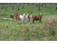 Mudlo QLD 4600