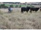 Cinnabar QLD 4600