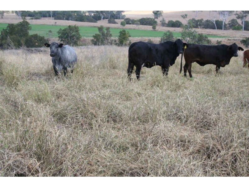 Cinnabar QLD 4600