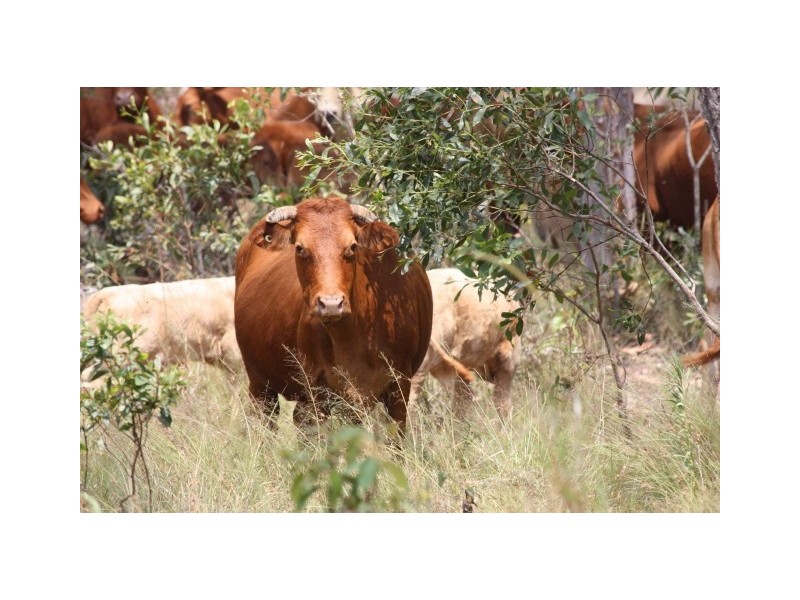 Glenwood QLD 4570
