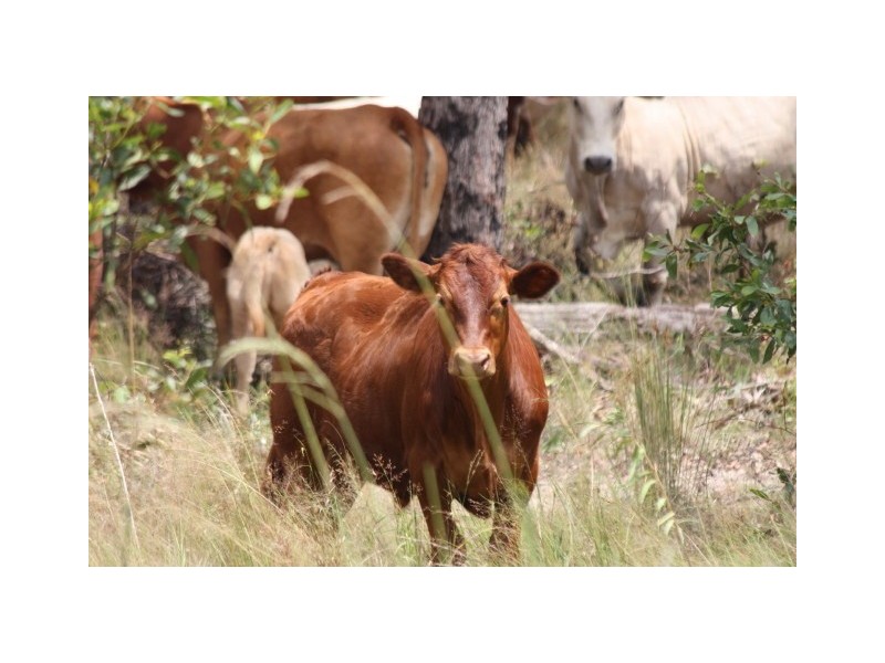 Glenwood QLD 4570