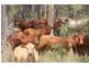 Glenwood QLD 4570