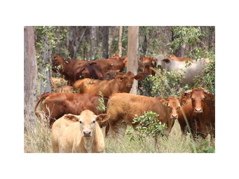 Glenwood QLD 4570
