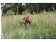 Ross Creek QLD 4570