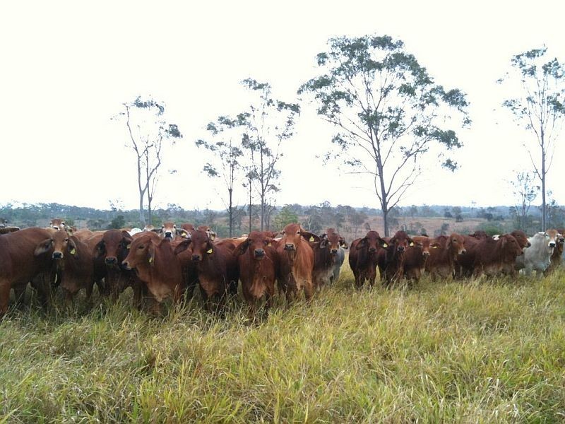 Monduran QLD 4671