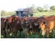 Monduran QLD 4671