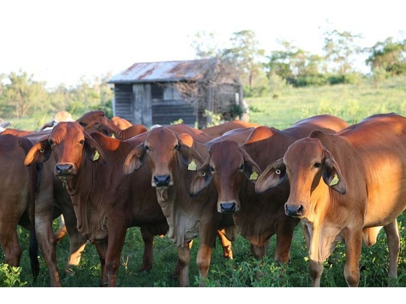 Monduran QLD 4671