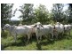 Glastonbury QLD 4570